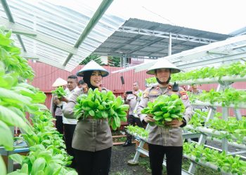 Aksi Nyata Dukung Ketahanan Pangan, Kapolres Ternate Panen Sayur