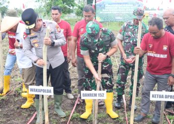 Dukung Swasembada Pangan Tahun 2025, Polresta Tidore Gelar Penanaman Jagung Serentak
