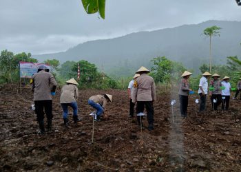 Penanaman Jagung Serentak Kuartil IV Polres Halmahera Timur