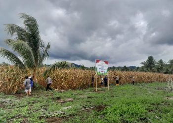 Panen Jagung Berlimpah, Petani Hero Ino Bersama Polsek Tobsel Rayakan Panen Jagung 2025