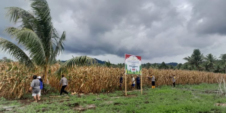 Panen Jagung Berlimpah, Petani Hero Ino Bersama Polsek Tobsel Rayakan Panen Jagung 2025