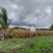 Panen Jagung Berlimpah, Petani Hero Ino Bersama Polsek Tobsel Rayakan Panen Jagung 2025